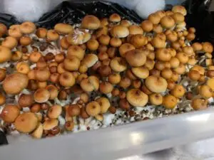 How to grow Golden Teacher spores